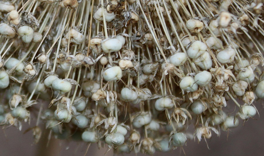 Image of Allium giganteum specimen.