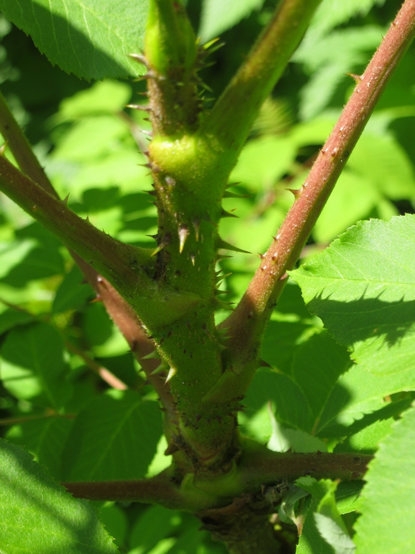 Изображение особи Aralia elata.