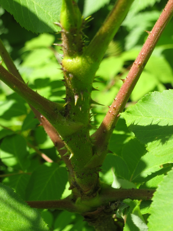 Image of Aralia elata specimen.