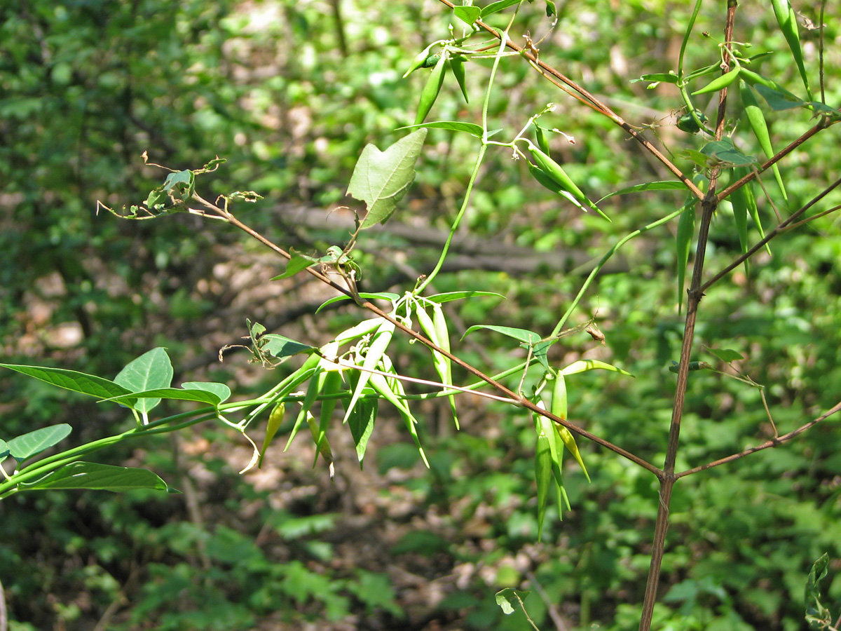 Image of Vincetoxicum rossicum specimen.