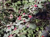 genus Cotoneaster