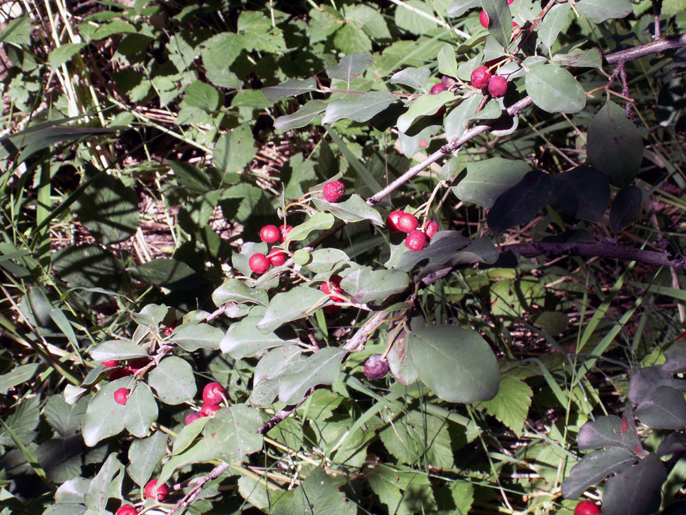 Image of genus Cotoneaster specimen.