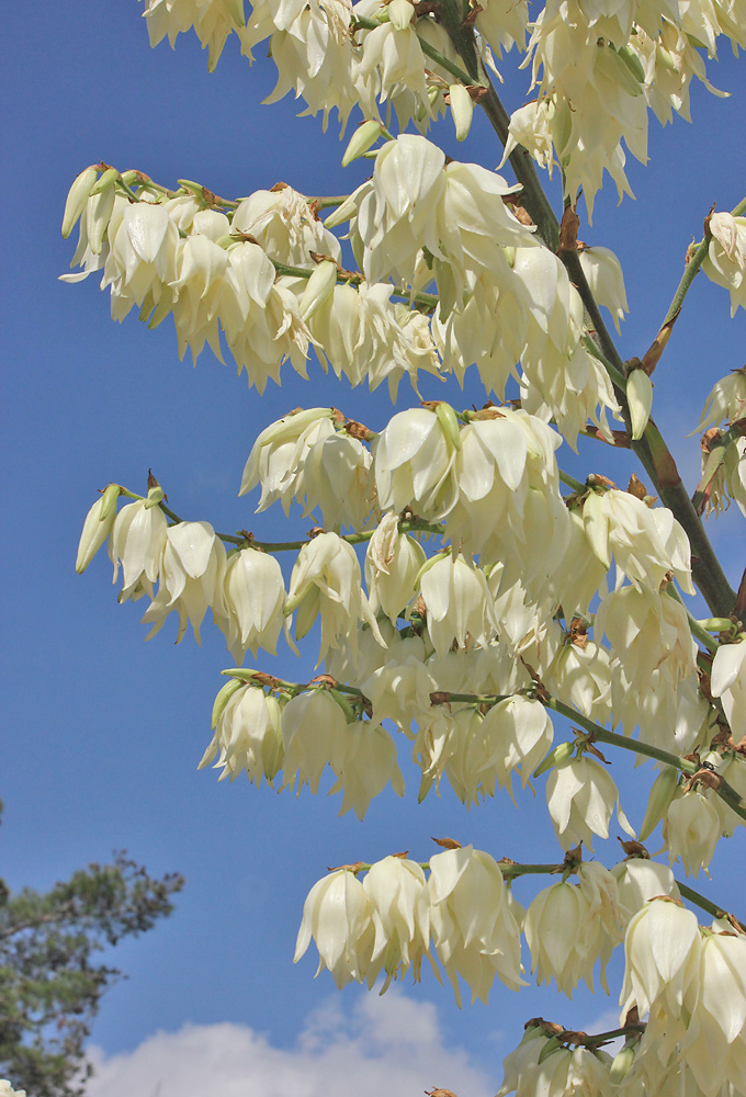 Изображение особи Yucca filamentosa.