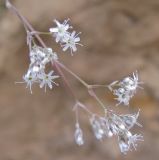 Gypsophila altissima. Часть соцветия. Республика Татарстан, г. Елабуга, берег р. Кама. 02.07.2009.