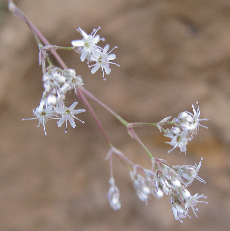 Image of Gypsophila altissima specimen.