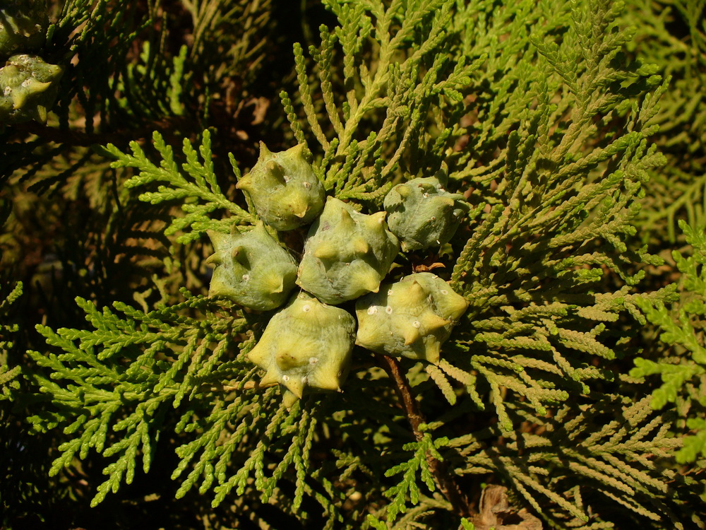 Изображение особи Platycladus orientalis.