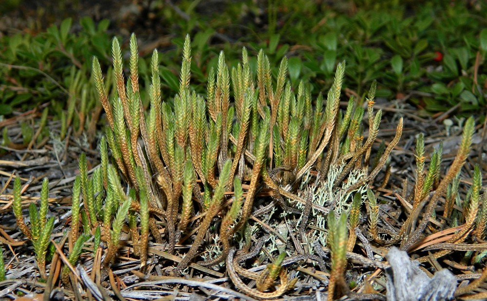 Изображение особи Selaginella rupestris.