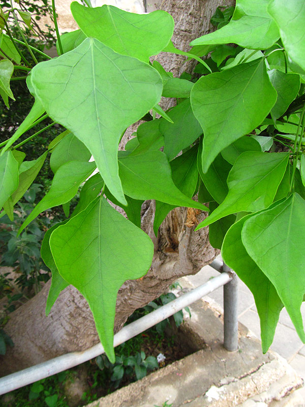 Image of Erythrina lysistemon specimen.