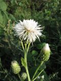Cirsium setosum