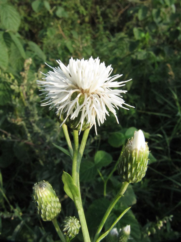 Изображение особи Cirsium setosum.
