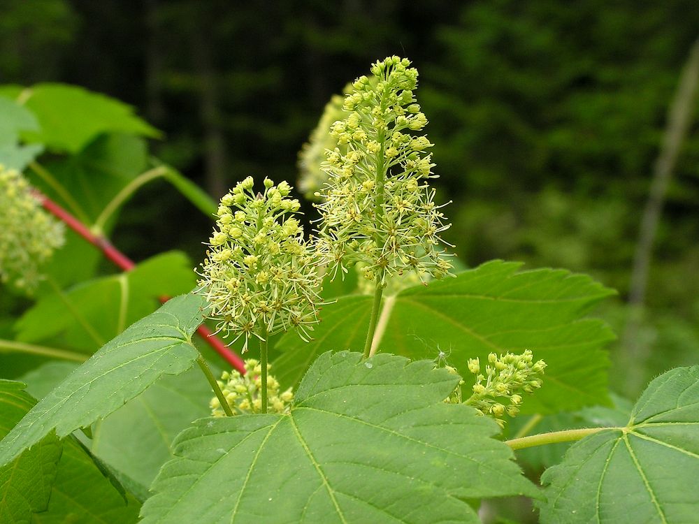 Image of Acer ukurunduense specimen.