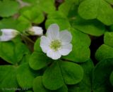Oxalis acetosella