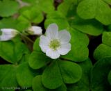 Oxalis acetosella