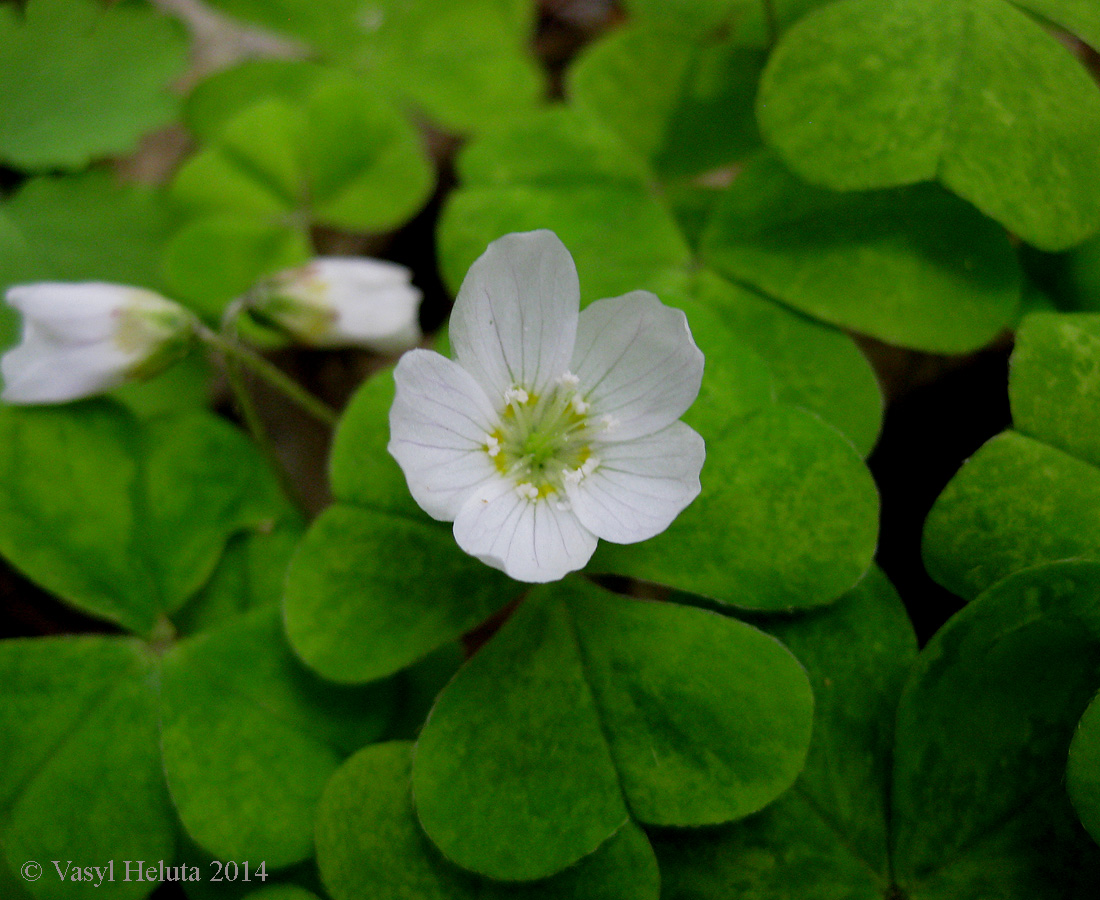 Изображение особи Oxalis acetosella.