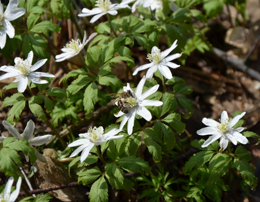 Image of Anemone altaica specimen.