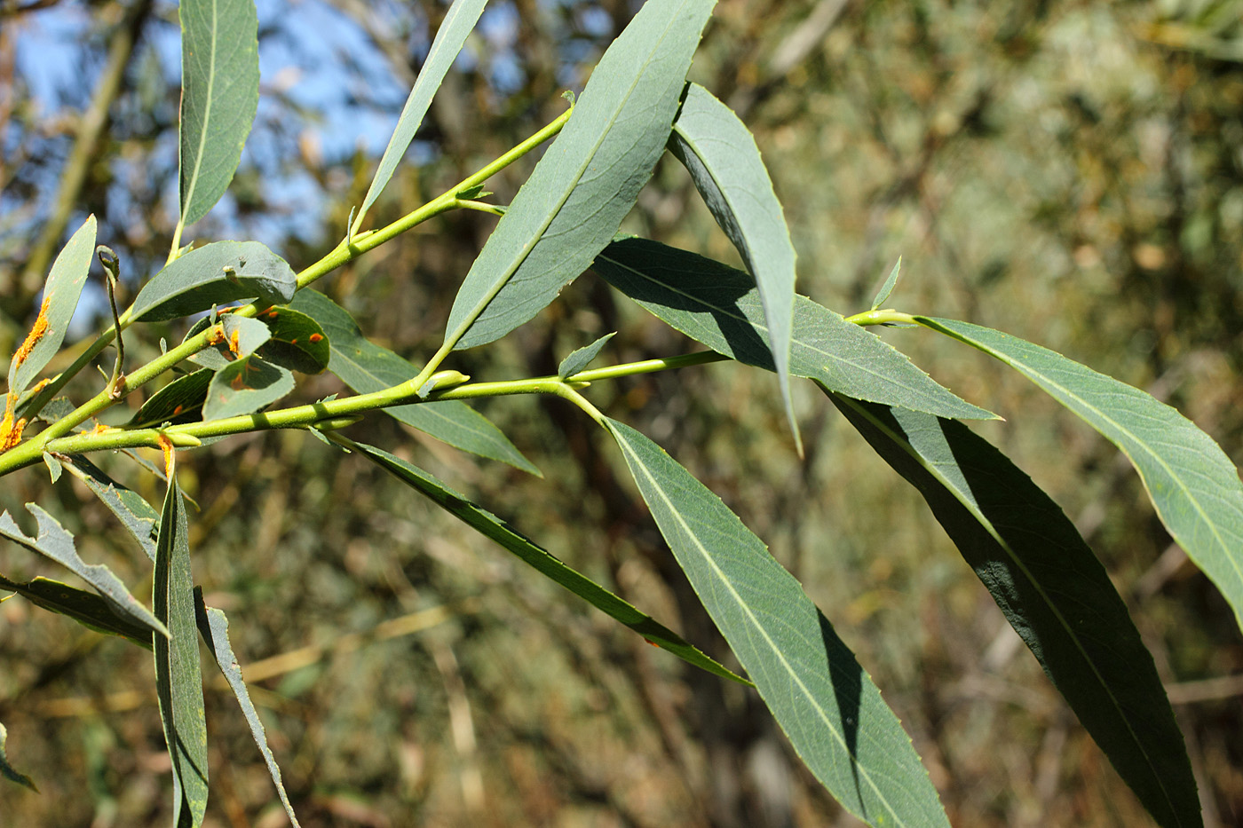 Изображение особи Salix pycnostachya.