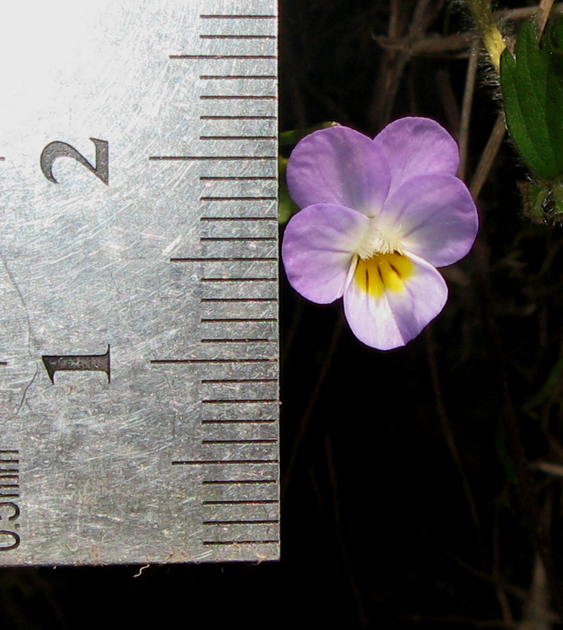 Image of Viola hymettia specimen.