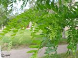 Gleditsia triacanthos