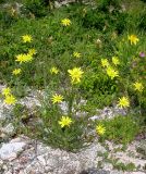 Scorzonera stricta