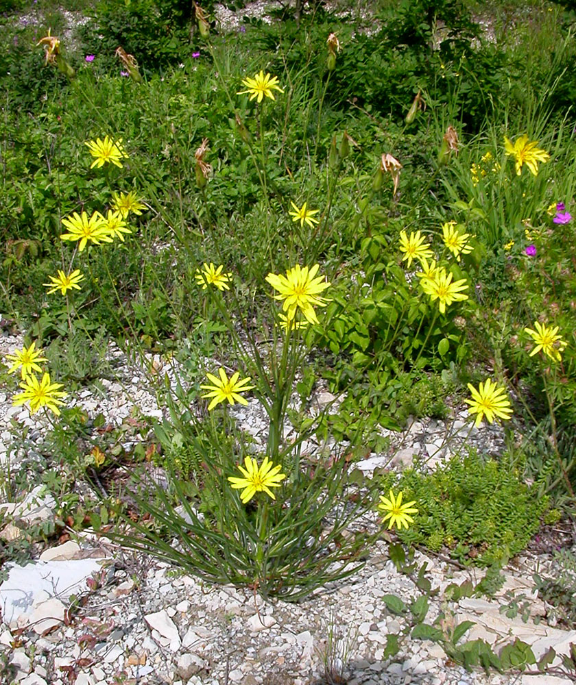 Изображение особи Scorzonera stricta.