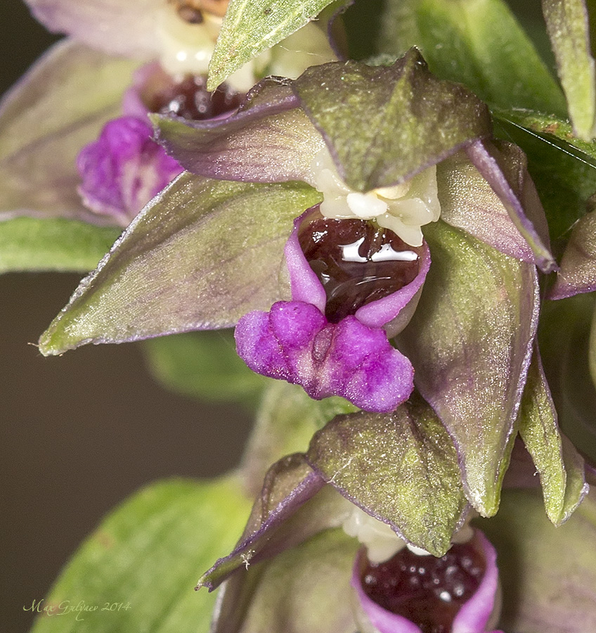 Изображение особи Epipactis helleborine.