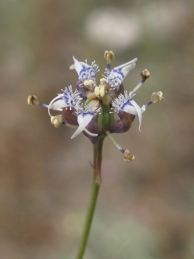 Image of Garidella nigellastrum specimen.