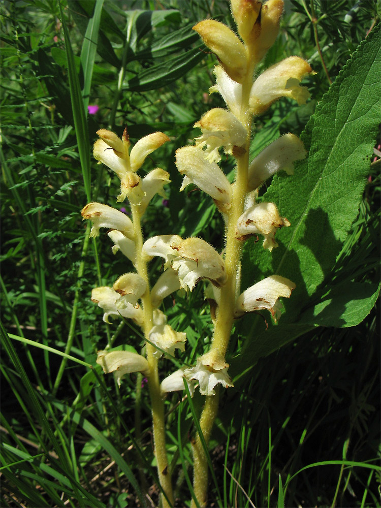 Изображение особи Orobanche caryophyllacea.