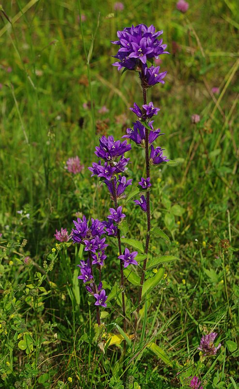 Изображение особи Campanula glomerata.