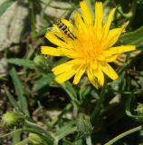 Hieracium umbellatum разновидность dunale. Соцветие с кормящейся мухой-журчалкой. Калининградская обл., Зеленоградский р-н, Куршская коса, высота Эфа, дюнные пески. Июль 2014 г.