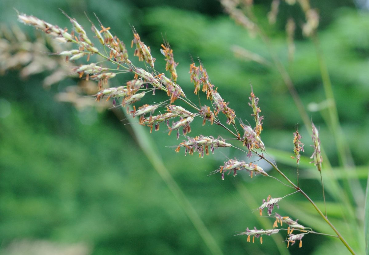 Изображение особи Spodiopogon sibiricus.