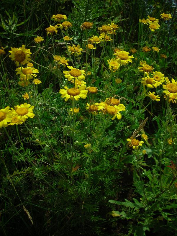 Изображение особи Anthemis tinctoria.