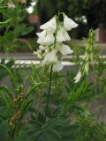 Galega officinalis. Соцветие (белоцветковая форма). Нидерланды, провинция Groningen, Haren, газон между автомобильной дорогой и велосипедной дорожкой, заносное. 17 июля 2009 г.