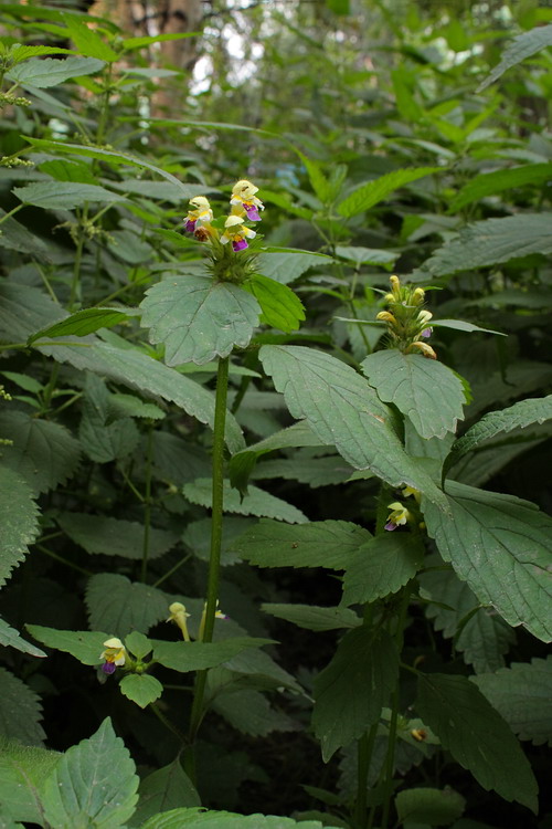 Image of Galeopsis speciosa specimen.