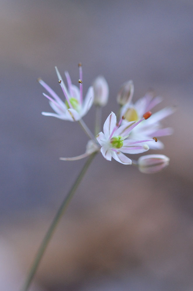 Image of Allium kokanicum specimen.