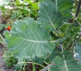 Brassica oleracea var. capitata