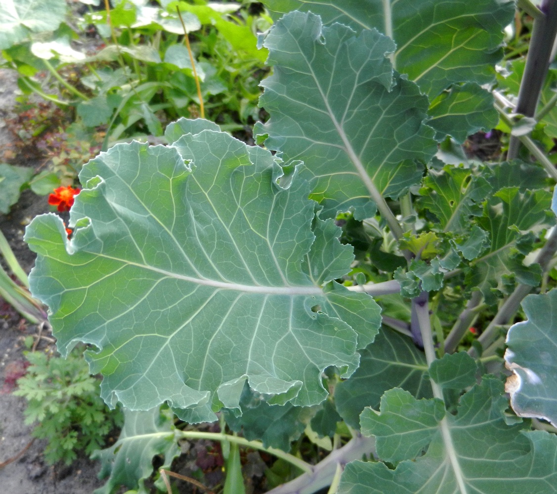 Изображение особи Brassica oleracea var. capitata.