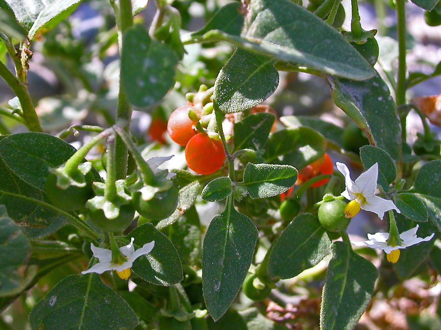 Изображение особи Solanum woronowii.