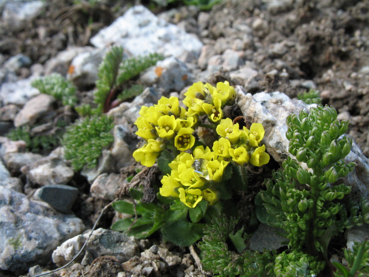 Image of Draba oreades specimen.
