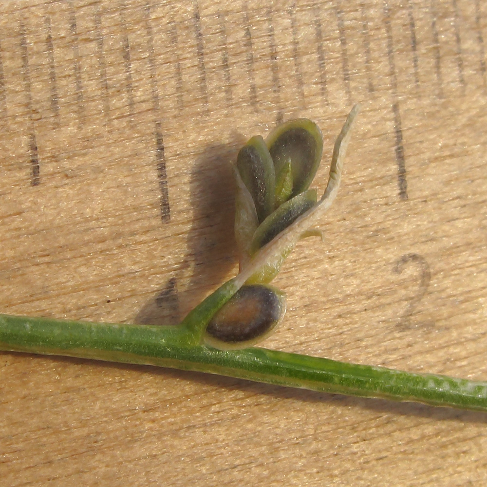 Image of Corispermum ucrainicum specimen.