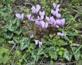 Cyclamen hederifolium