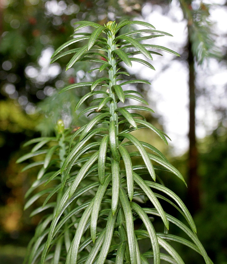 Изображение особи Cephalotaxus harringtonia.