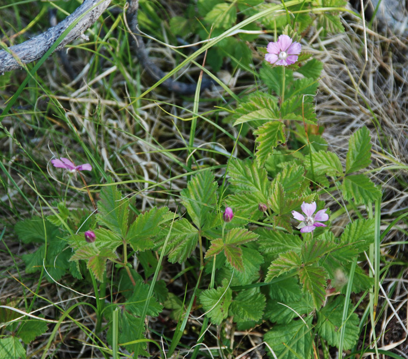 Image of Rubus arcticus specimen.