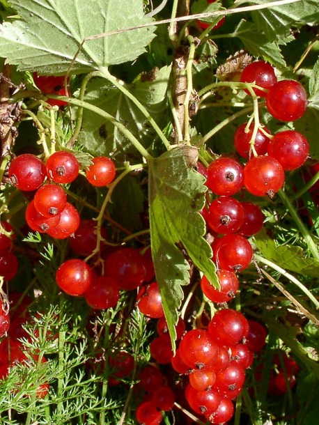 Image of Ribes rubrum specimen.