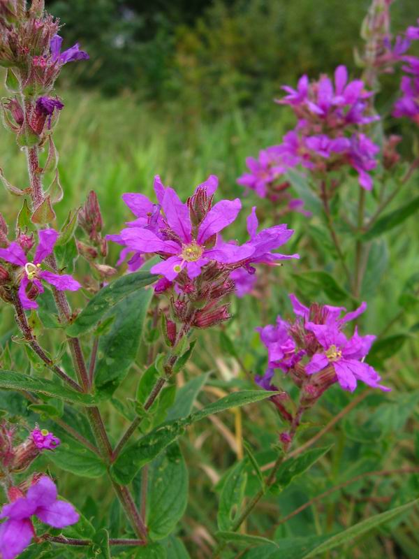 Image of Lythrum salicaria specimen.