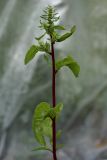 Beta vulgaris