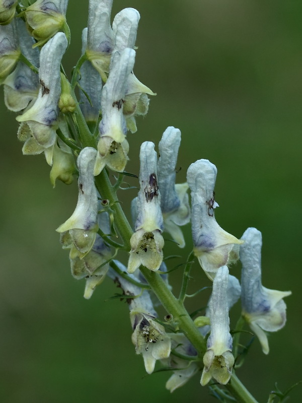 Изображение особи род Aconitum.