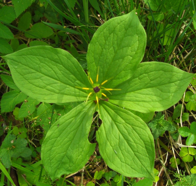 Image of Paris quadrifolia specimen.