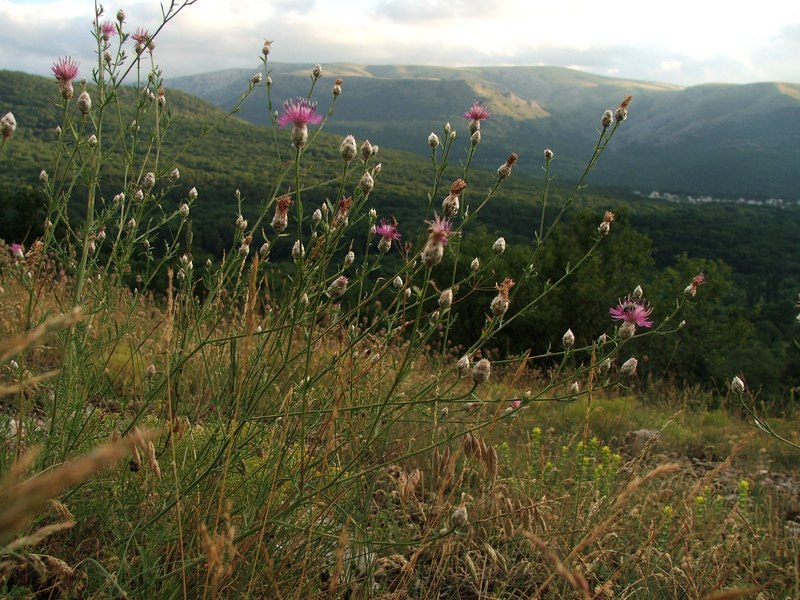 Изображение особи Centaurea sterilis.