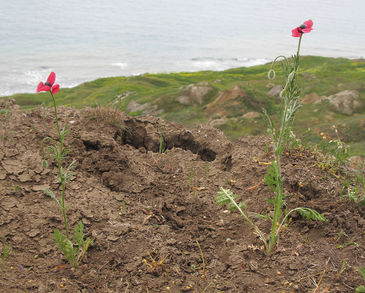 Изображение особи Papaver hybridum.