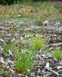 Juncus conglomeratus